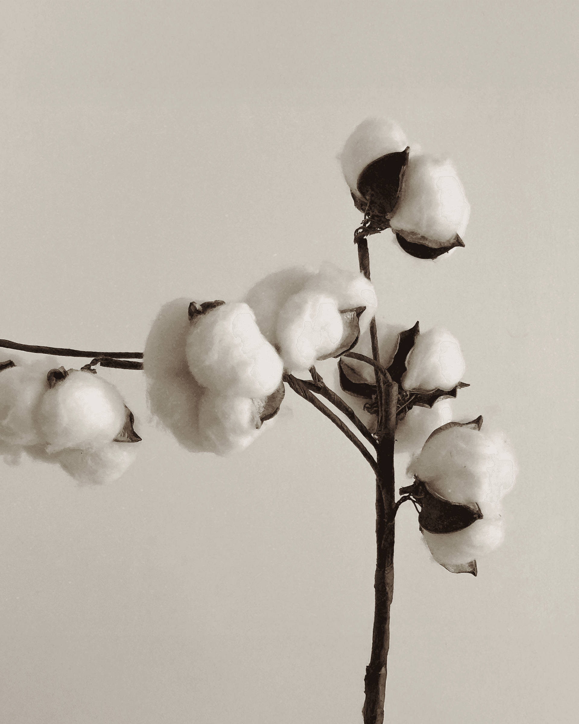 Organic Cotton
